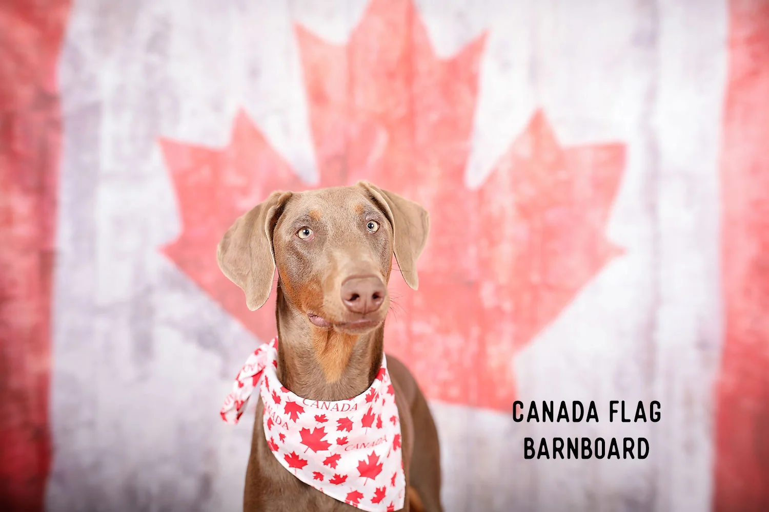 058A7246_CanadaFlagBarnboard.jpg