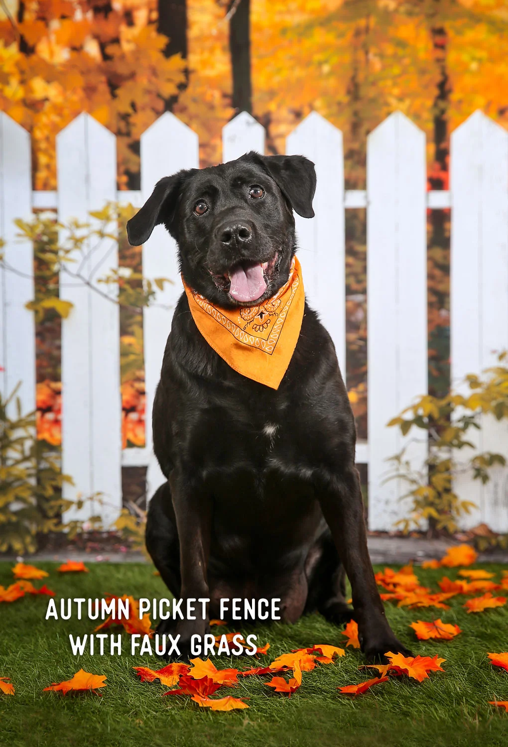 1F8A6825_AutumnPicketFenceWFauxGrass.jpg