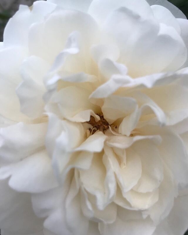 Tranquility by David Austin, my absolute favorite white garden rose 🤍