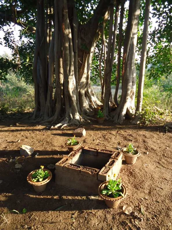 Kunda (fire pit) at the special banyan tree