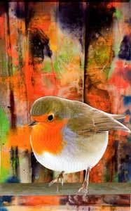 bird-on-fenceweb.jpg