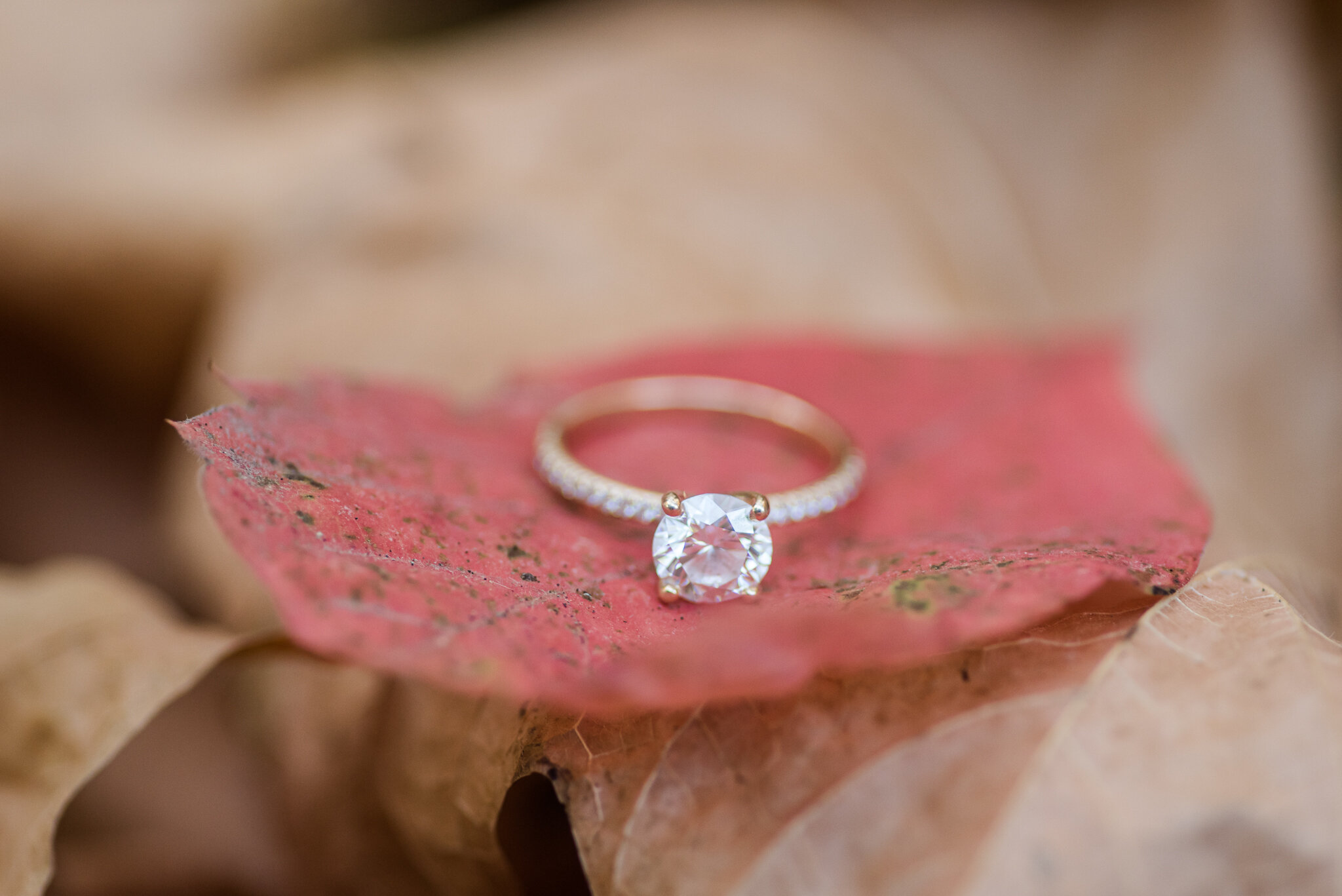 October Engagement Session at Holcomb Gardens7800.jpg