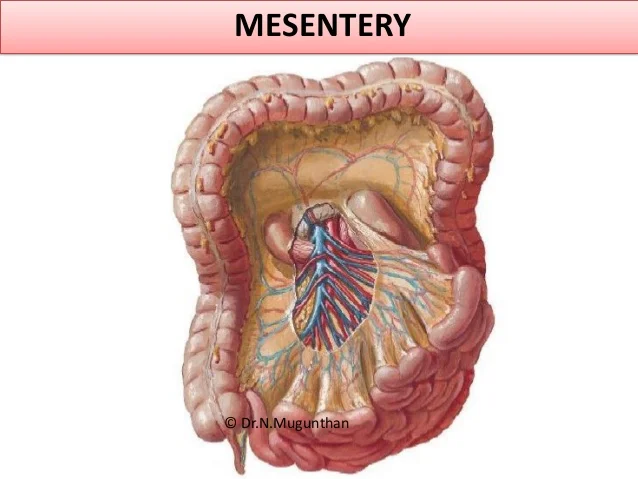 mesentery-jejunum-ileum-superior-mesenteric-artery-pdf-lecture-notes-drnmugunthan-4-638.jpg