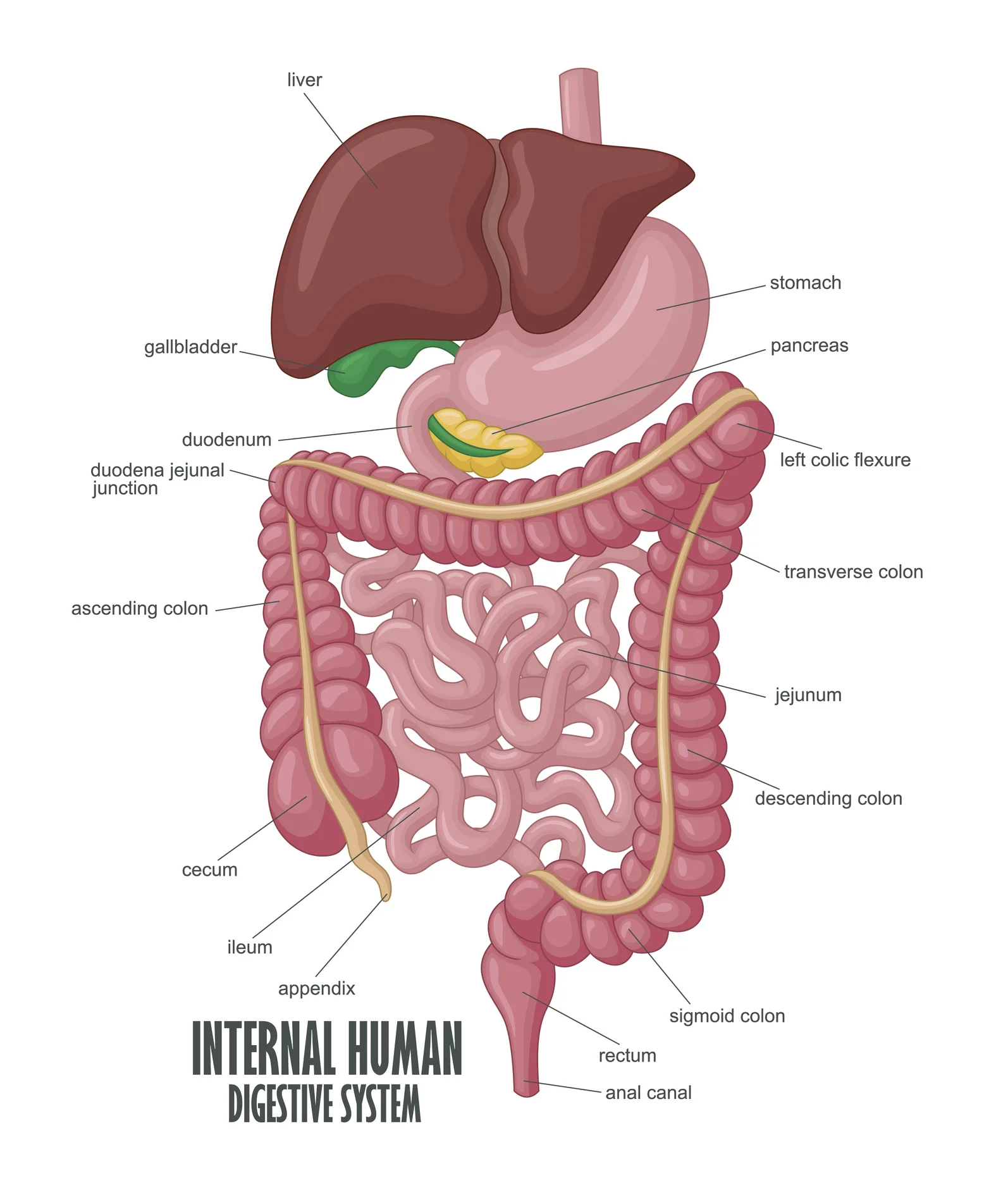 The-Part-Of-Internal-Human-Digestive-System-Illustration-523056748_1596x1884.jpeg