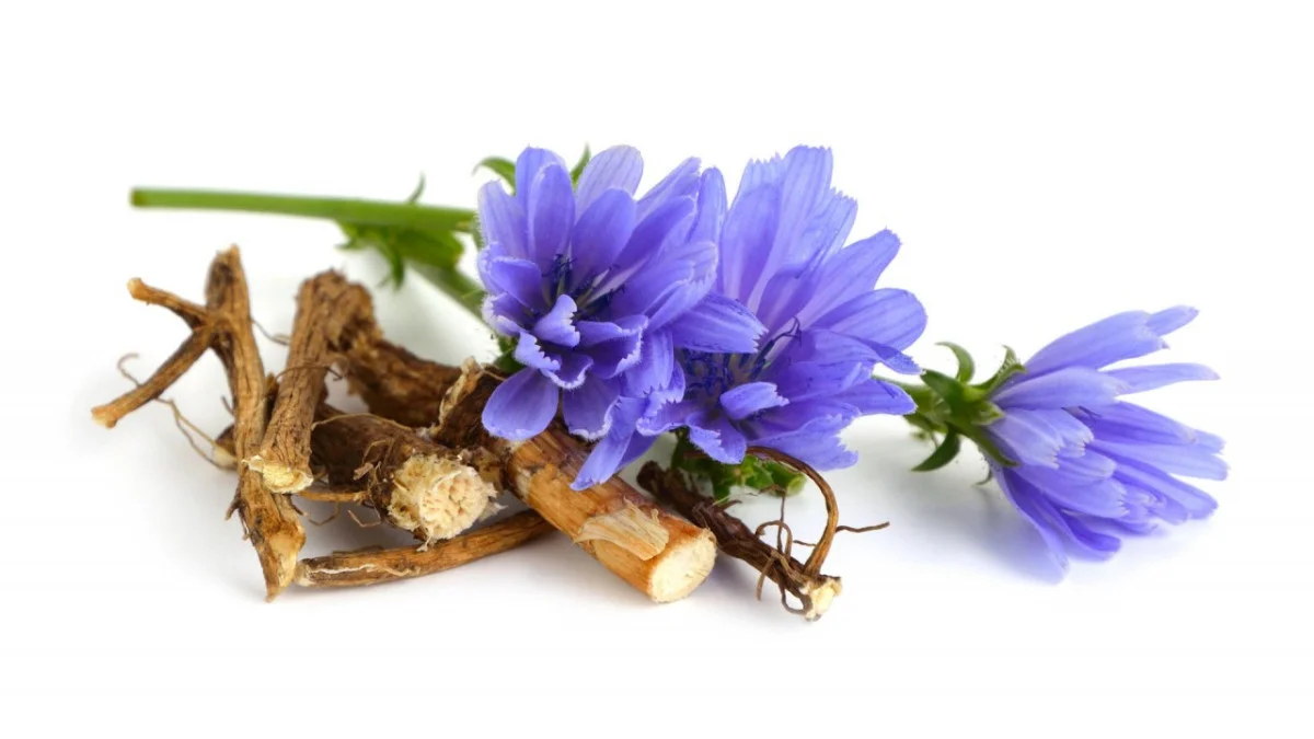 chicory-root.jpg