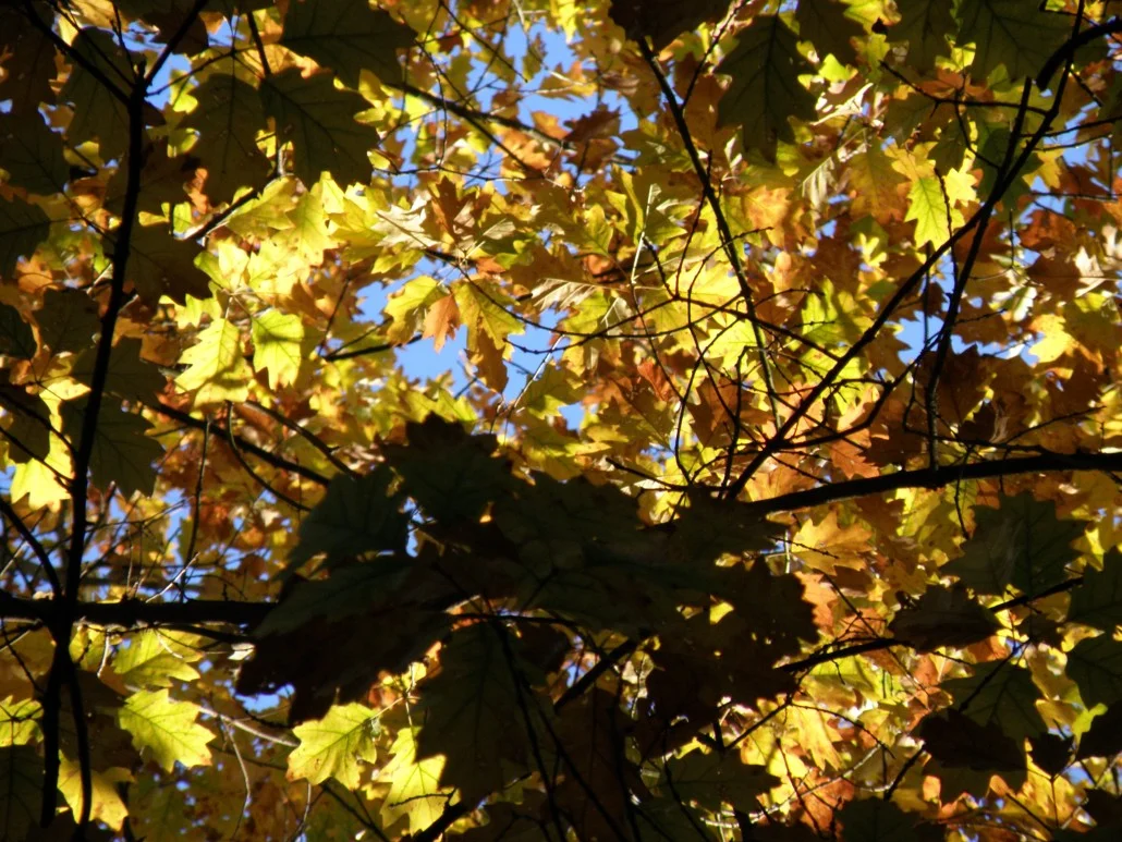 fall-2008-003-1030x773.jpg