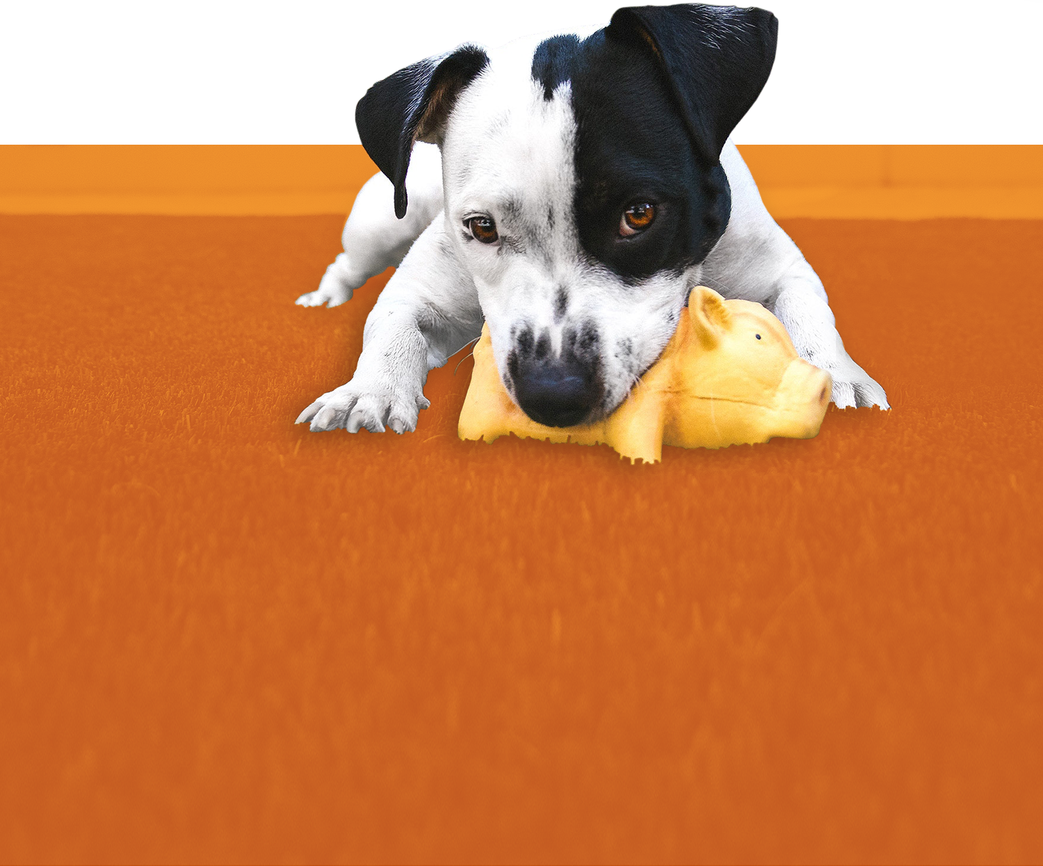 animalservices-banner.png
