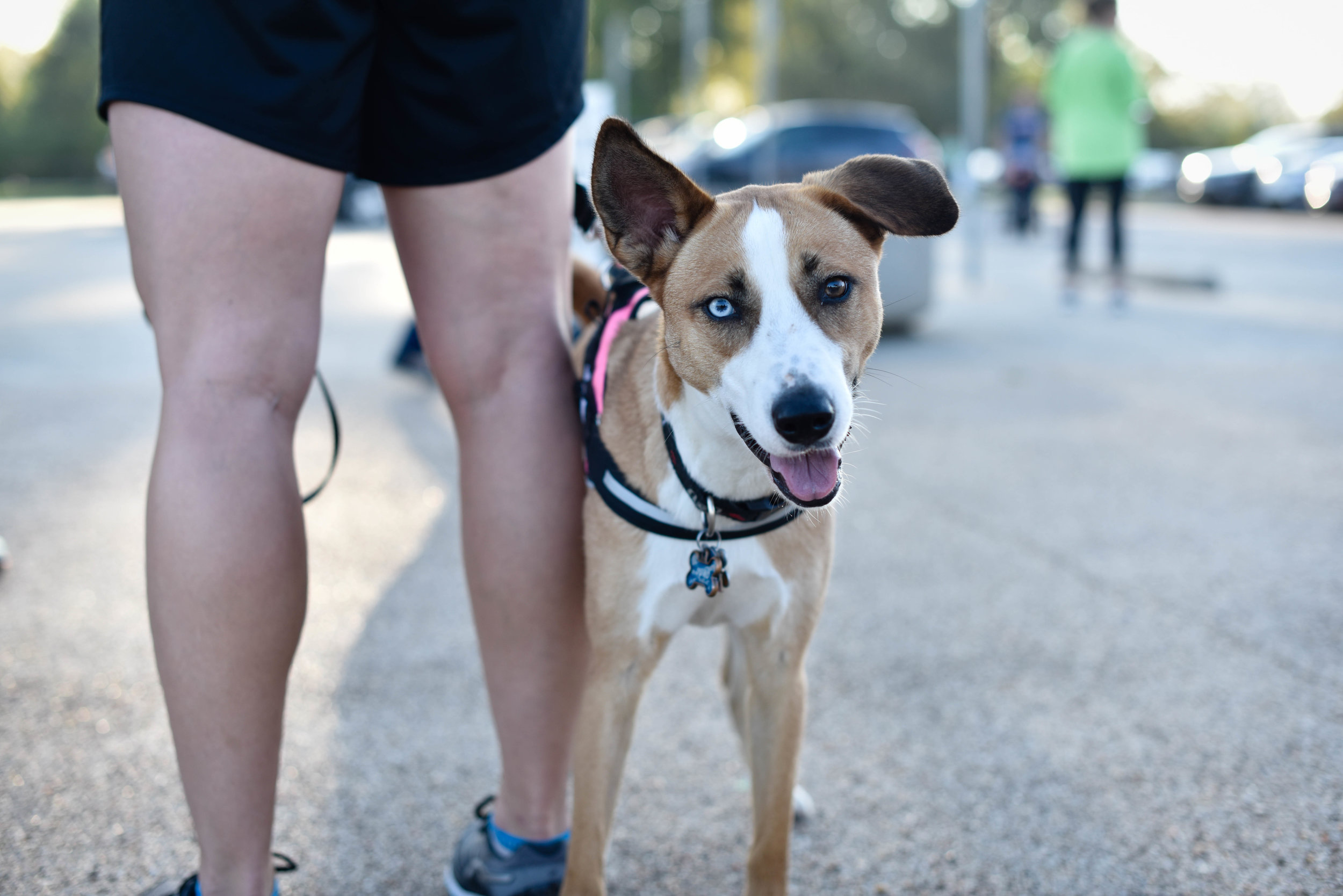 Dog Training Columbus Humane — Columbus Humane