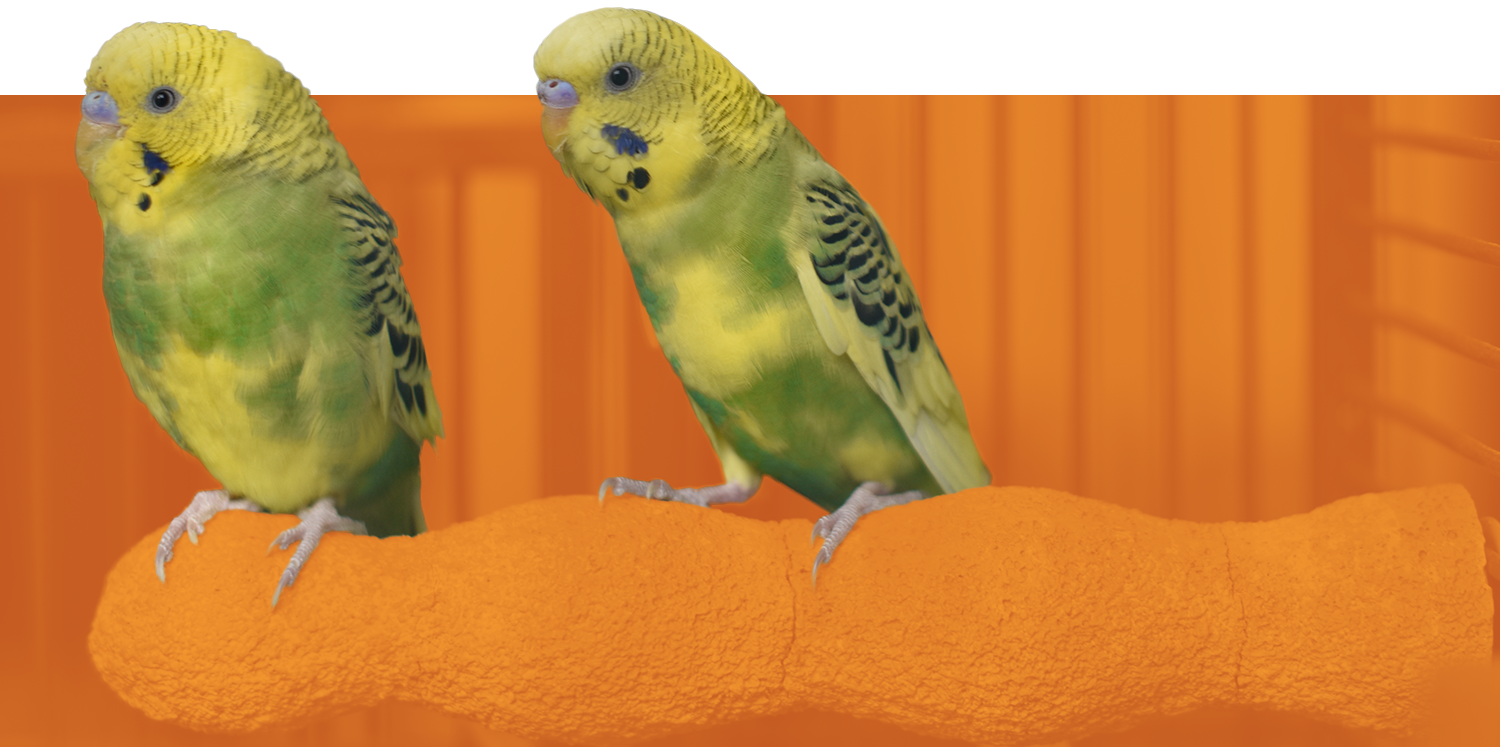 bird-banner.png