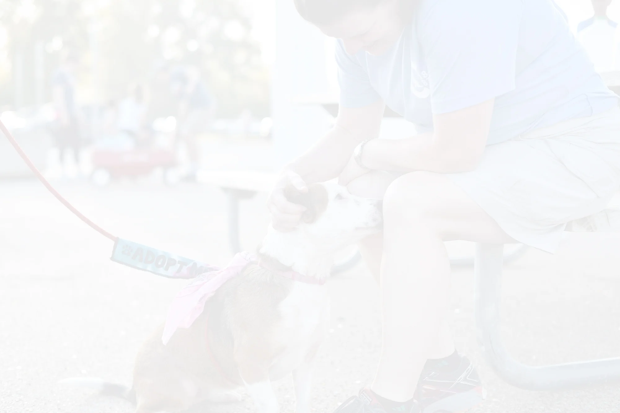 volunteer-header.jpg