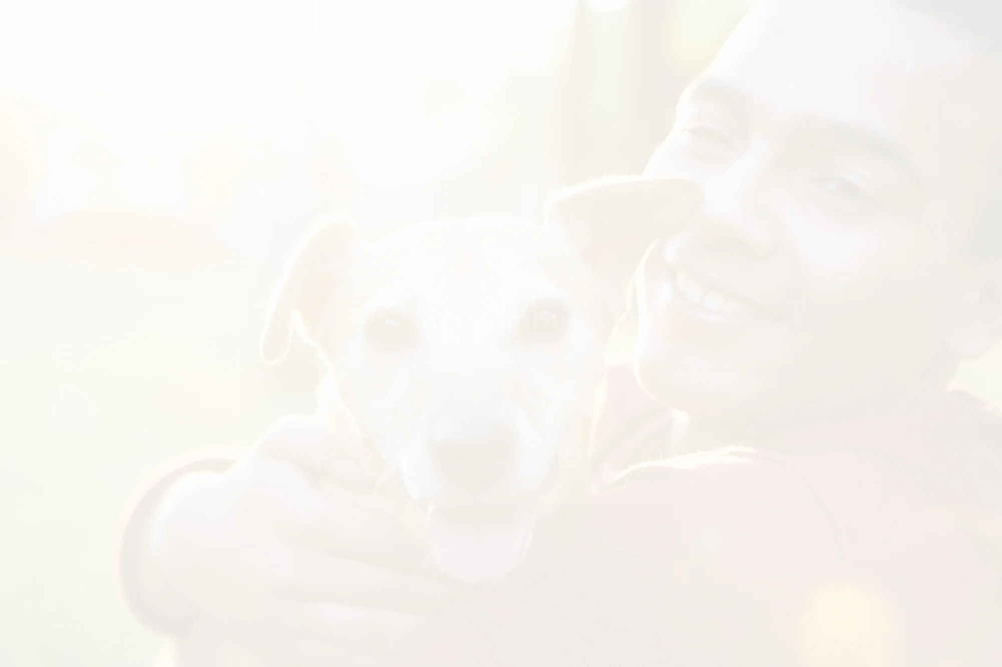 adopt-header.jpg