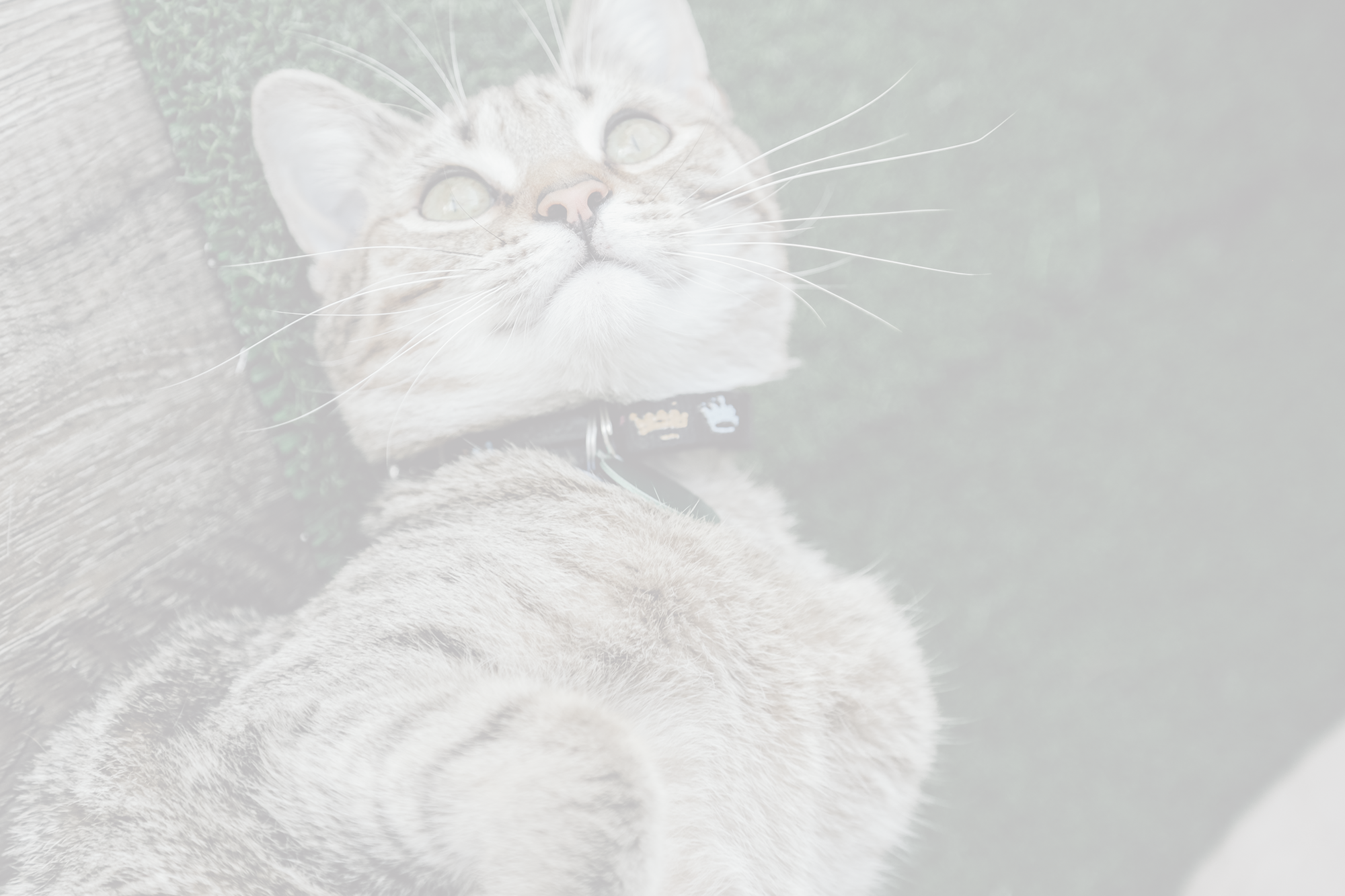 cat-header.png