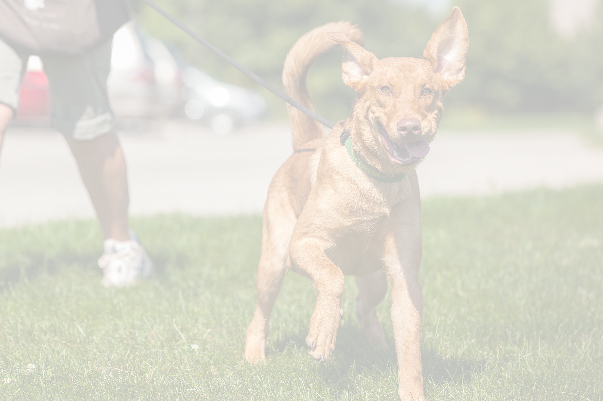 dog-header.png
