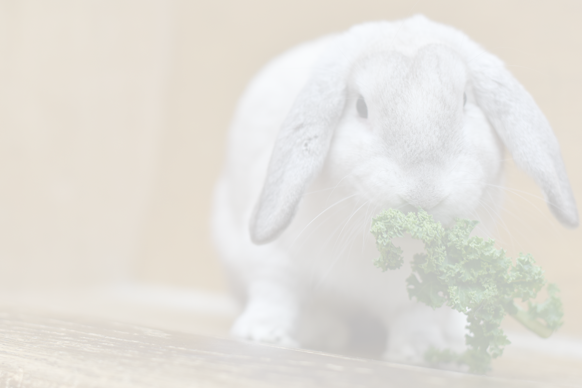 rabbit-header.png