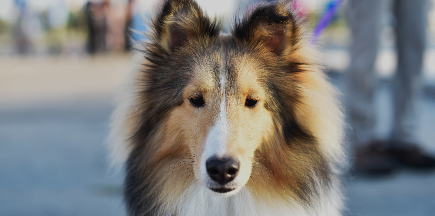 dogtraining-banner.png