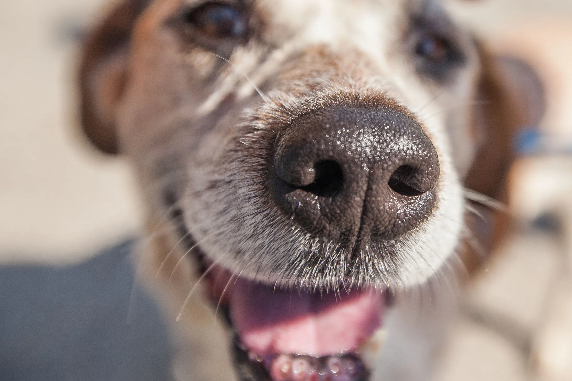 animal humane hospital