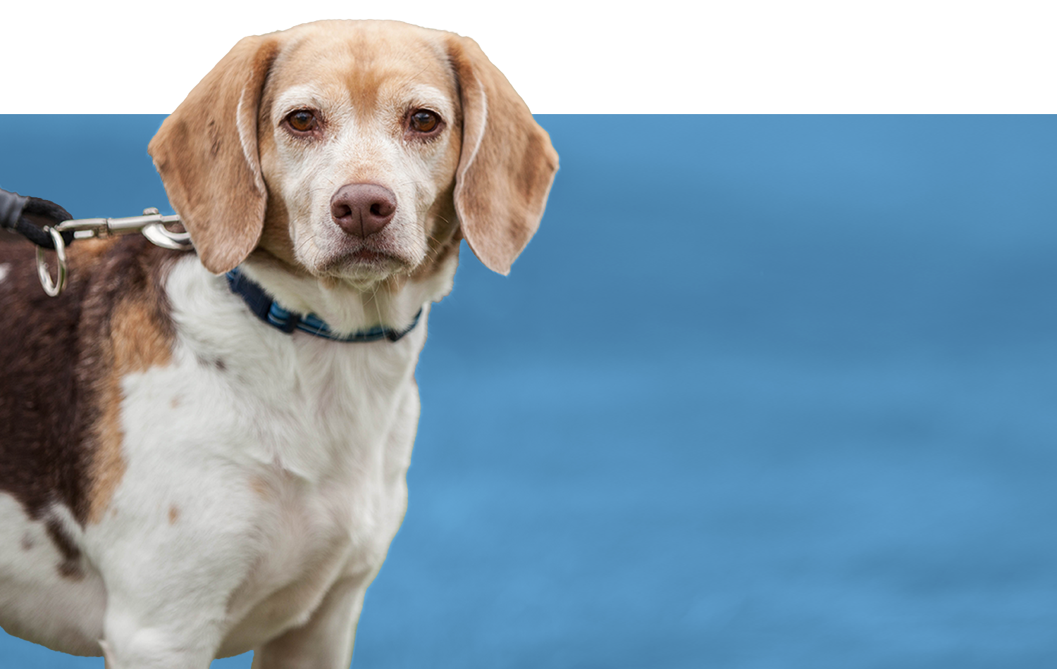 servicesforanimals-faq2.png