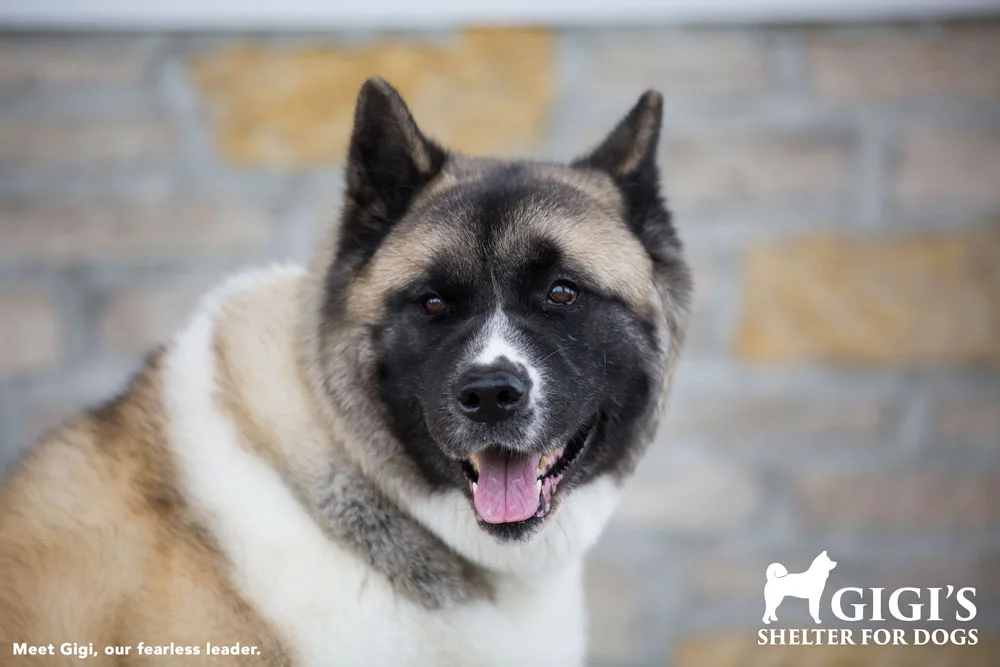 Gigi's Shelter for Dogs is a Dream Come True