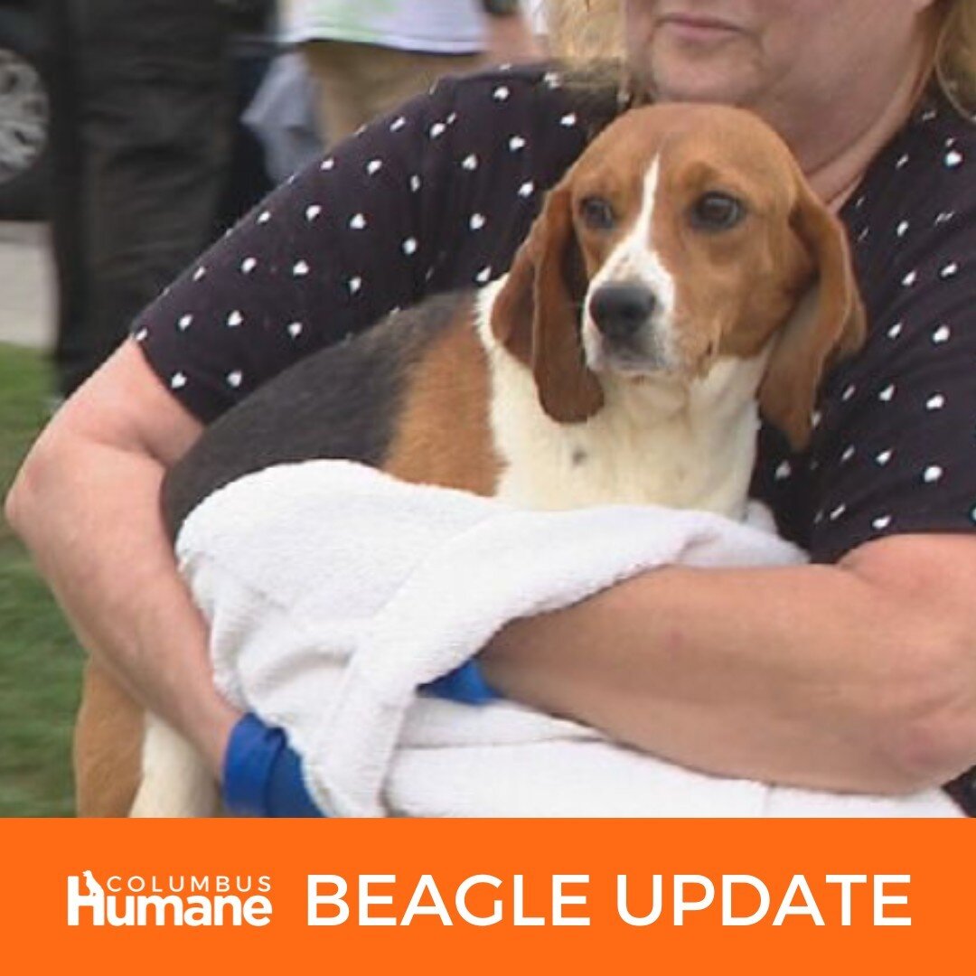 BEAGLE UPDATE! Our community is excited to adopt beagles and we can't wait to unite these friends with new families. Because of the increased interest in adopting the beagles from the HSUS case, we are experiencing increased call volume. At this time