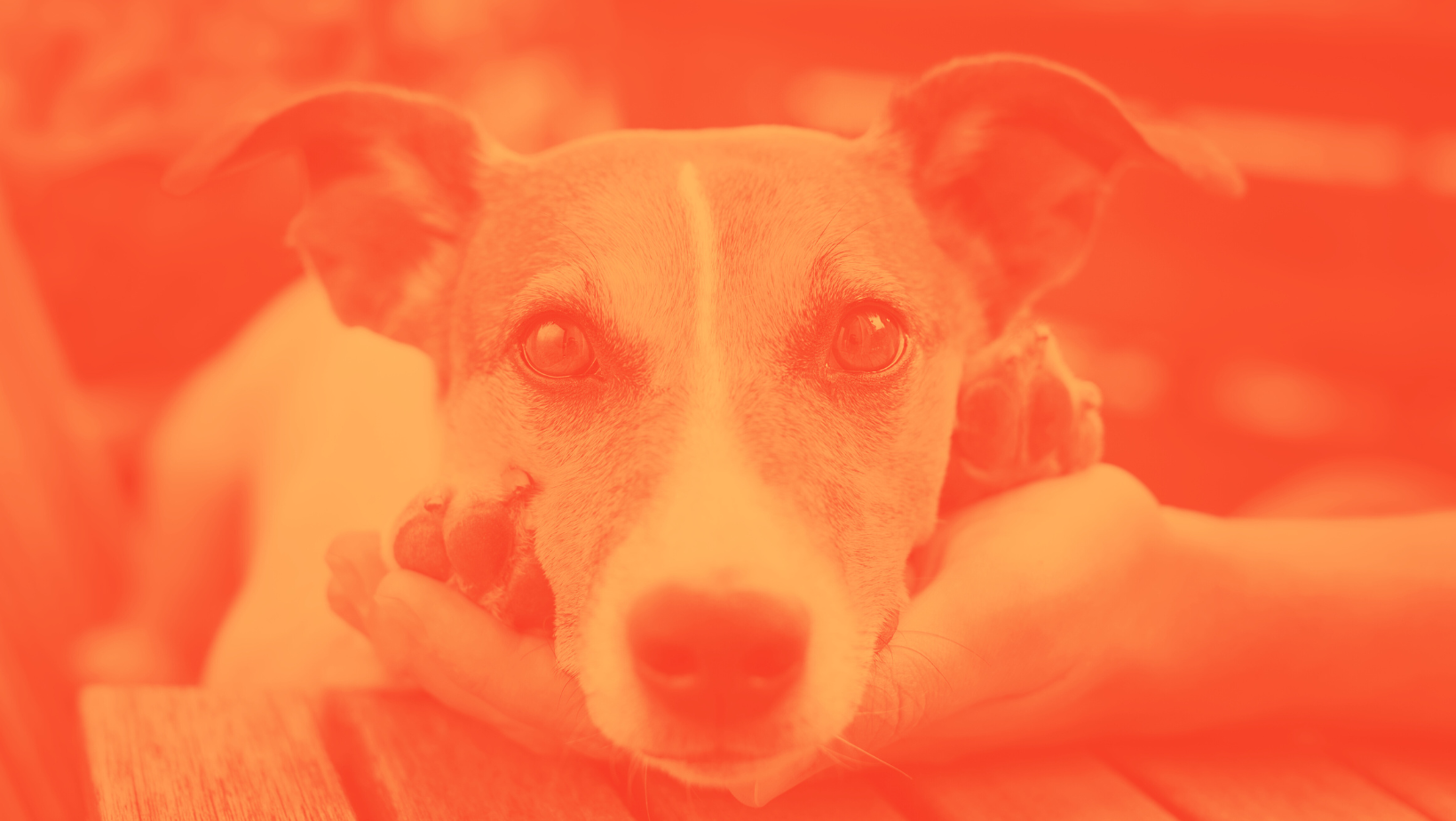 Rescue, Rehabilitate and Rehome: Summer 2024 Newsletter