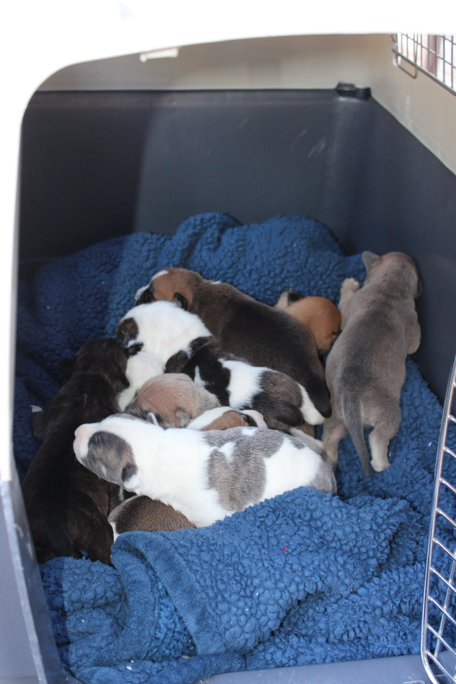 Nine Tiny Lives, One Powerful Rescue — Columbus Humane