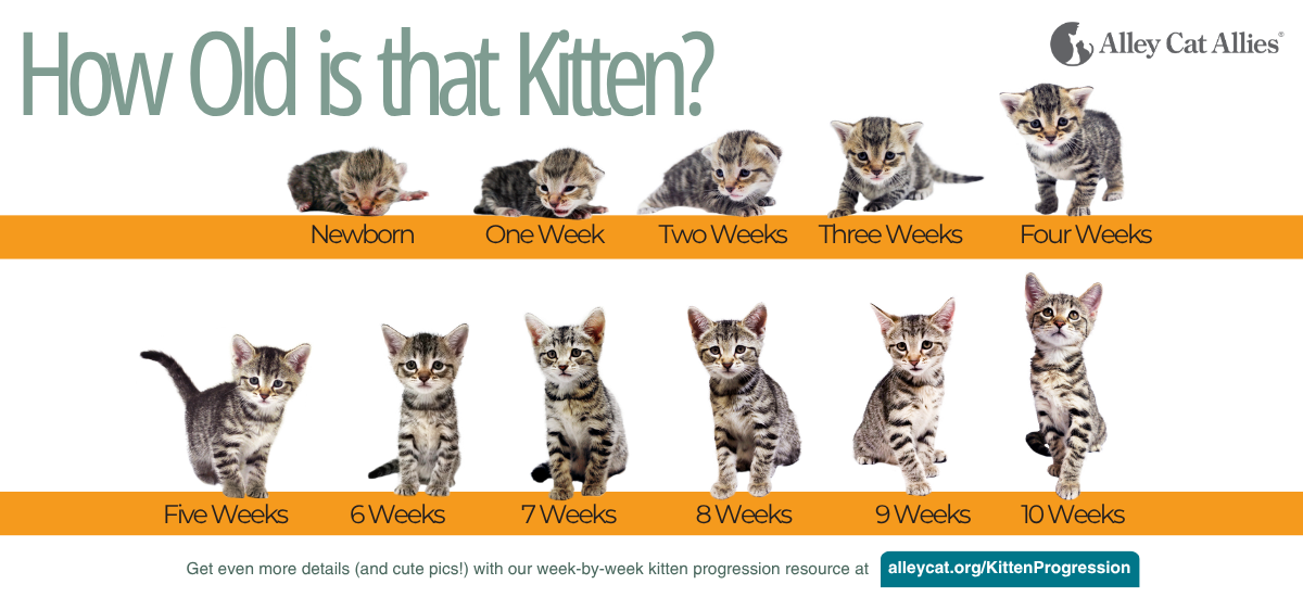 A diagram showing examples of kittens at different ages to aid in determining kitten age.
