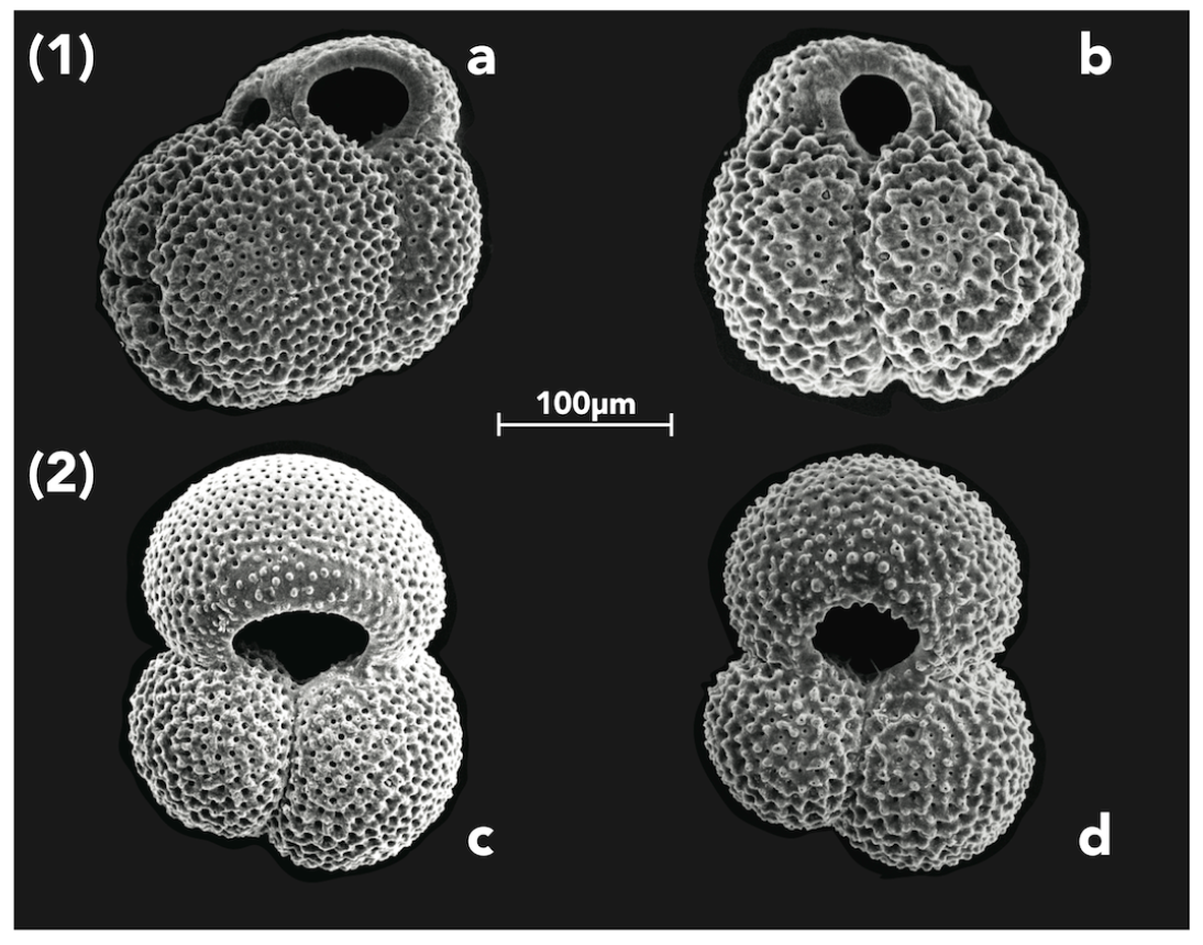 Globigerinoides ruber morphotypes in the Gulf of Mexico: A test of null hypothesis - Thirumalai et al. (2014)