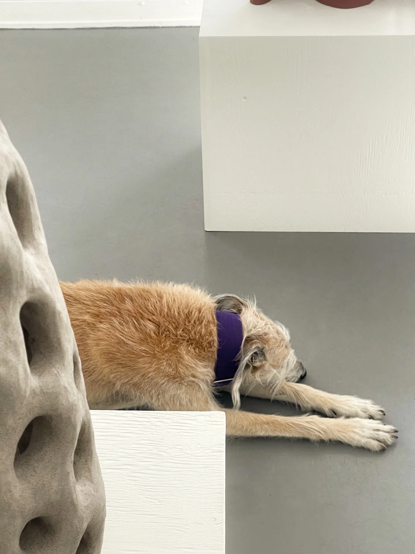The best assistant is taking a well deserved nap. After two days of intense prep, the exhibition is finally ready. The opening is tomorrow between 11-16. Come and say hi 👋
