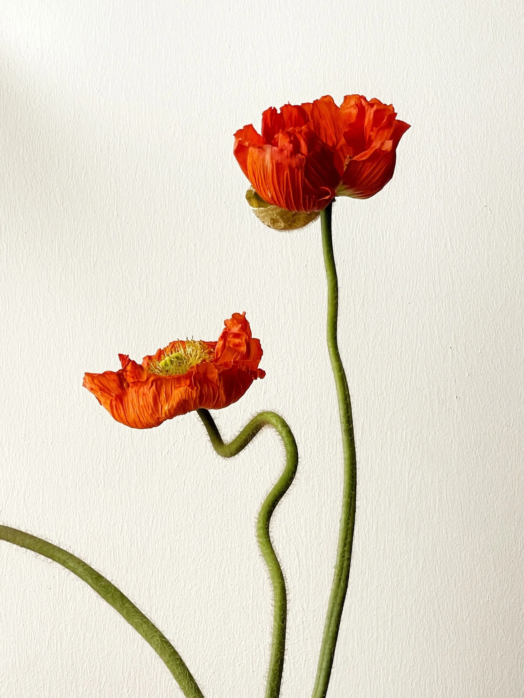 Ikebana vase dressed in giant poppy flower ❤️💚