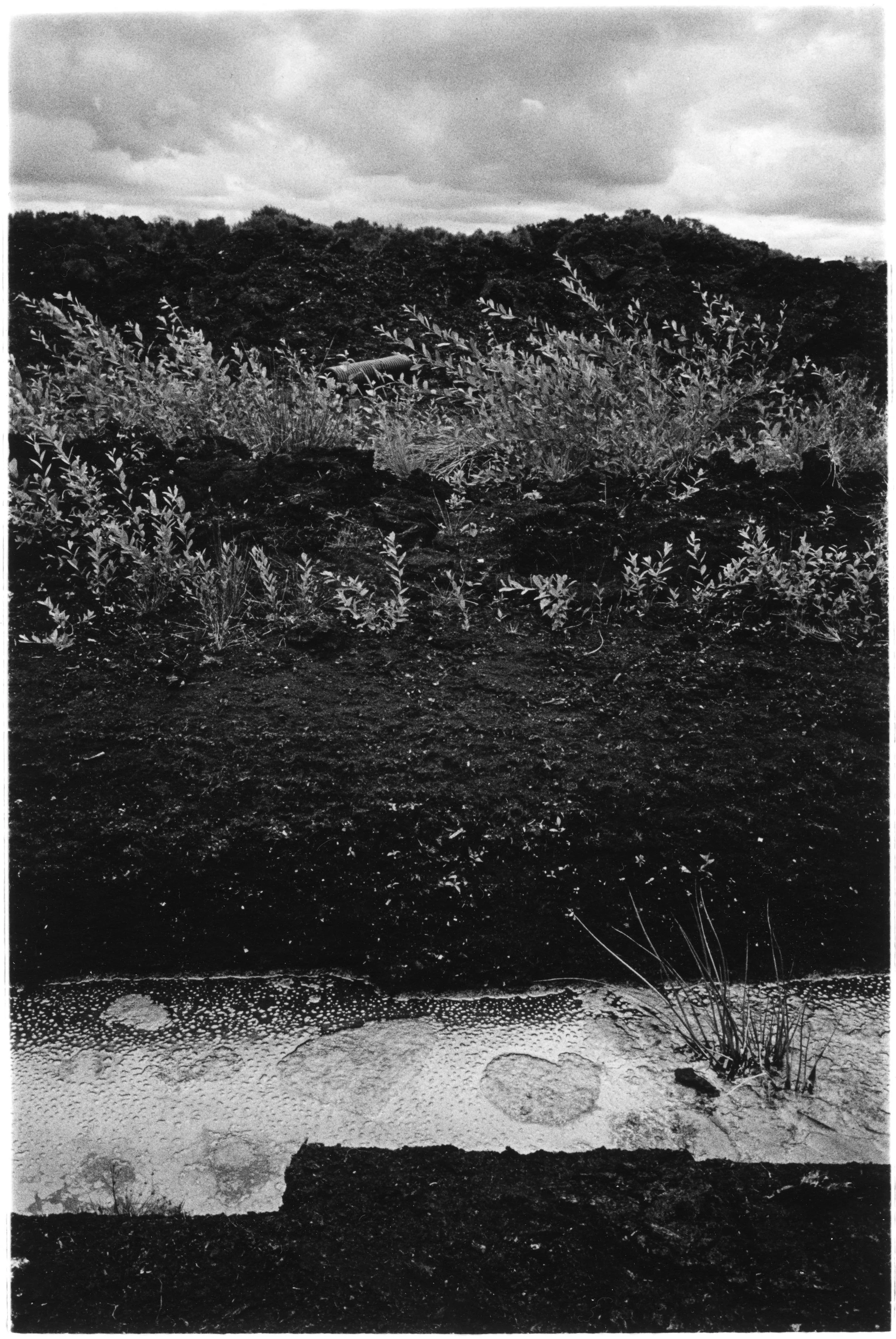 Lindow Moss, Cheshire
