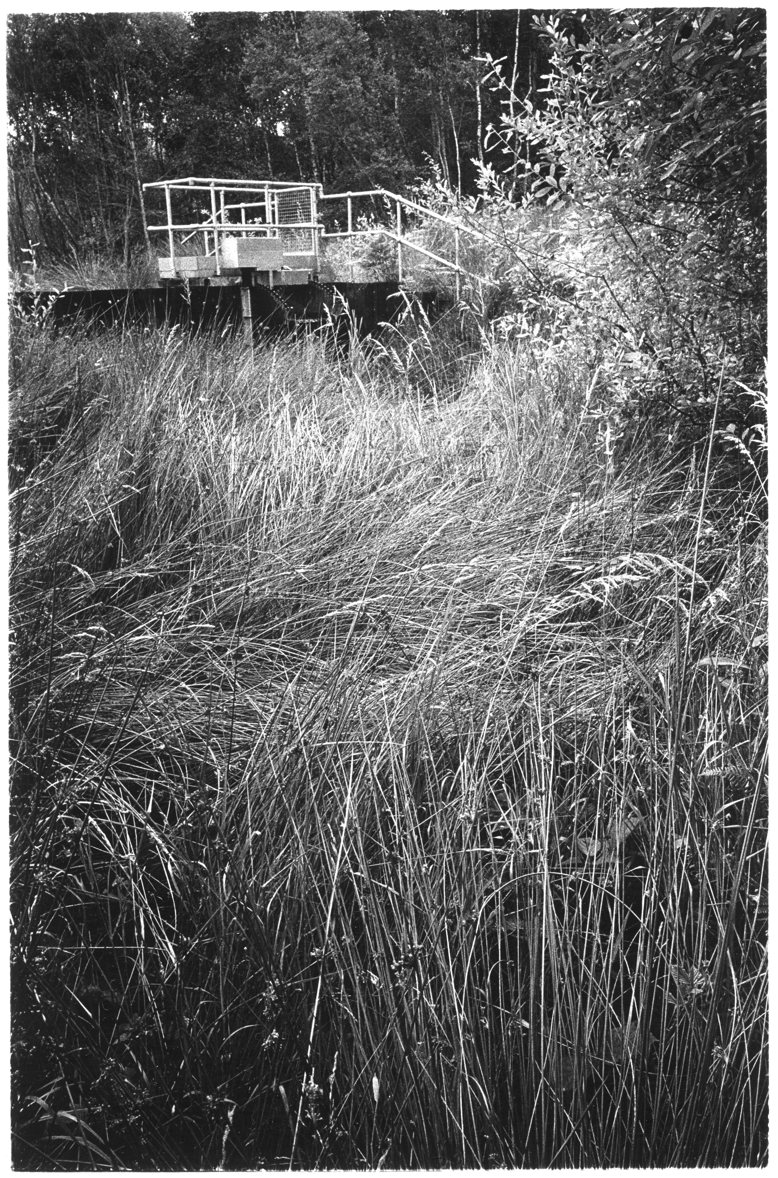 Thorne and Hatfield Moors, Yorkshire
