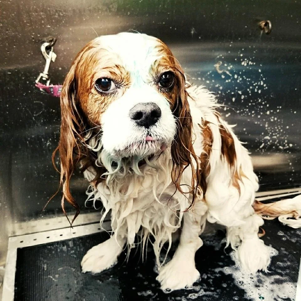 wet3.jpg