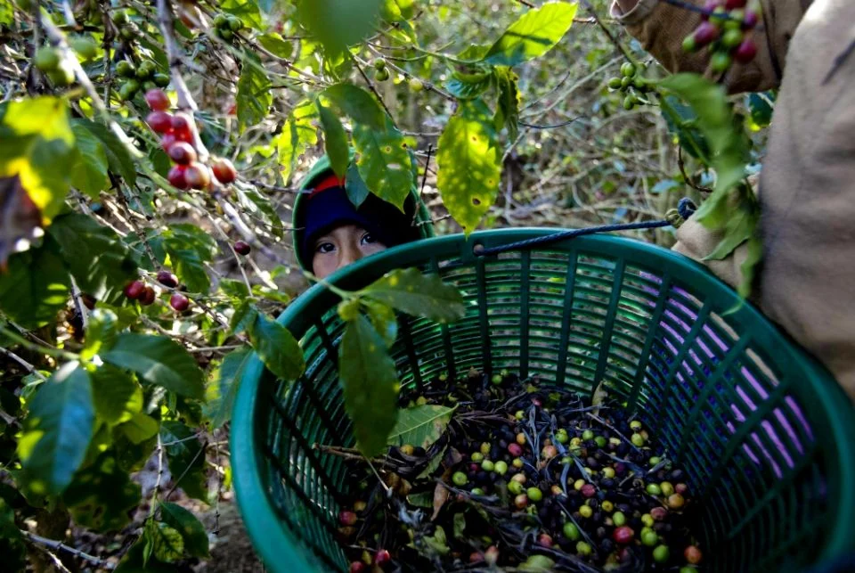 As climate effects hit coffee crops, Guatemalan farmers become migrants