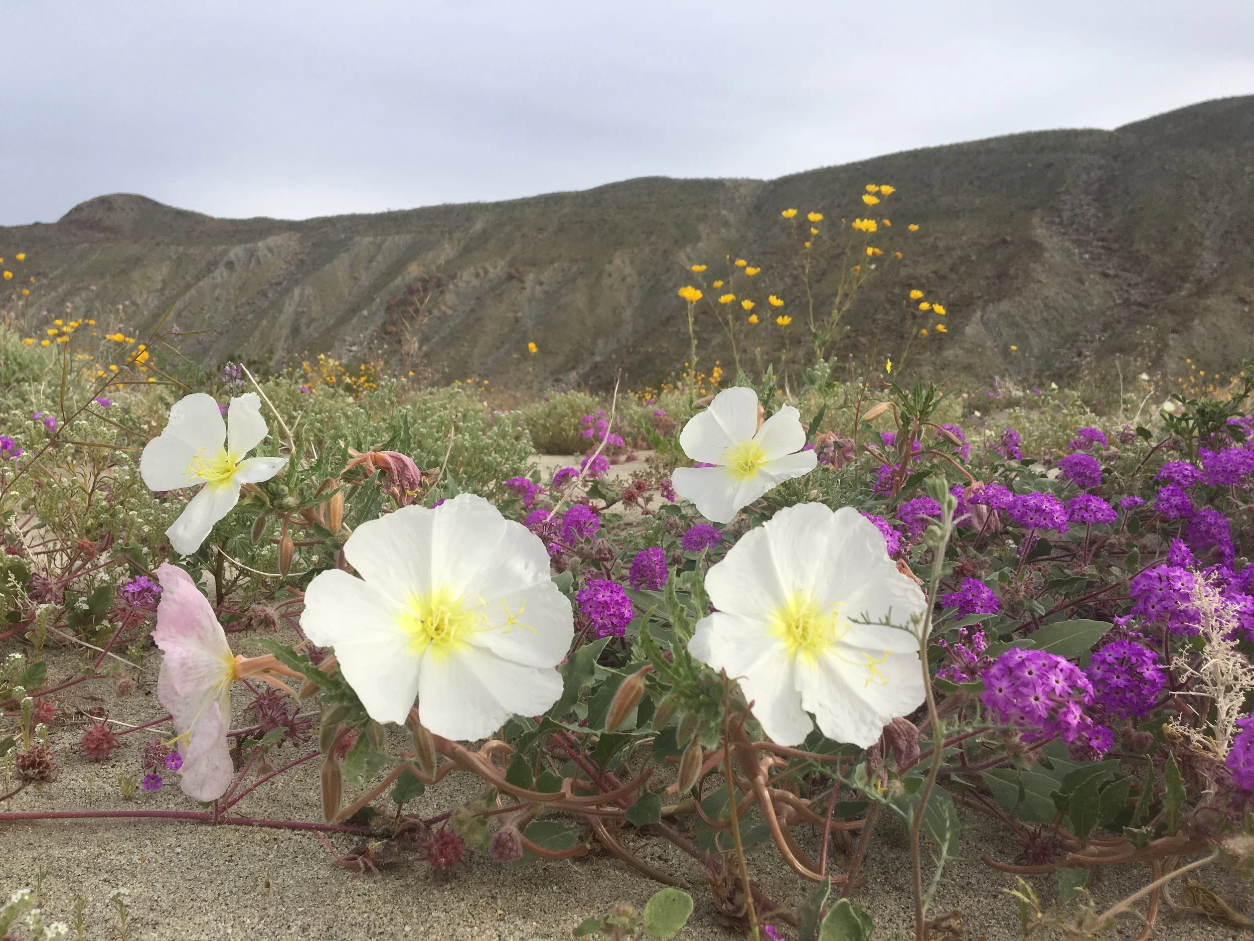 What Taking Pictures of Wildflowers Can Teach Us About Storytelling