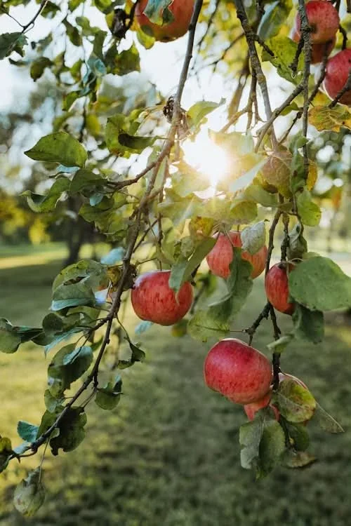 🍎🍂 WEEKENDS WITHIN REACH | Apple Picking in Blue Ridge

Okay, THIS is what fall weekends are made for. 😍

Cooler mountain air, rows of apple trees, fresh cider, something warm from the bakery&hellip; and an excuse to spend the day in the North Geo