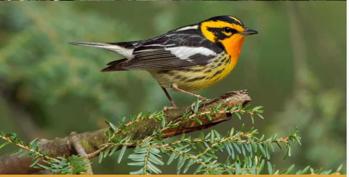 Particulary Susceptible to Collisions: Blackburnian Warbler