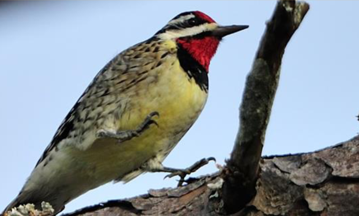 Particulary Susceptible to Collisions: Yellow-bellied Sapsucker
