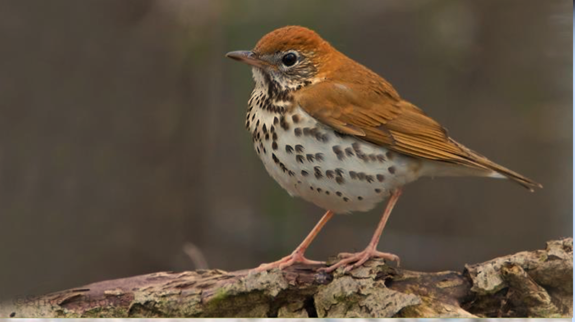 Particulary Susceptible to Collisions: Wood Thrush