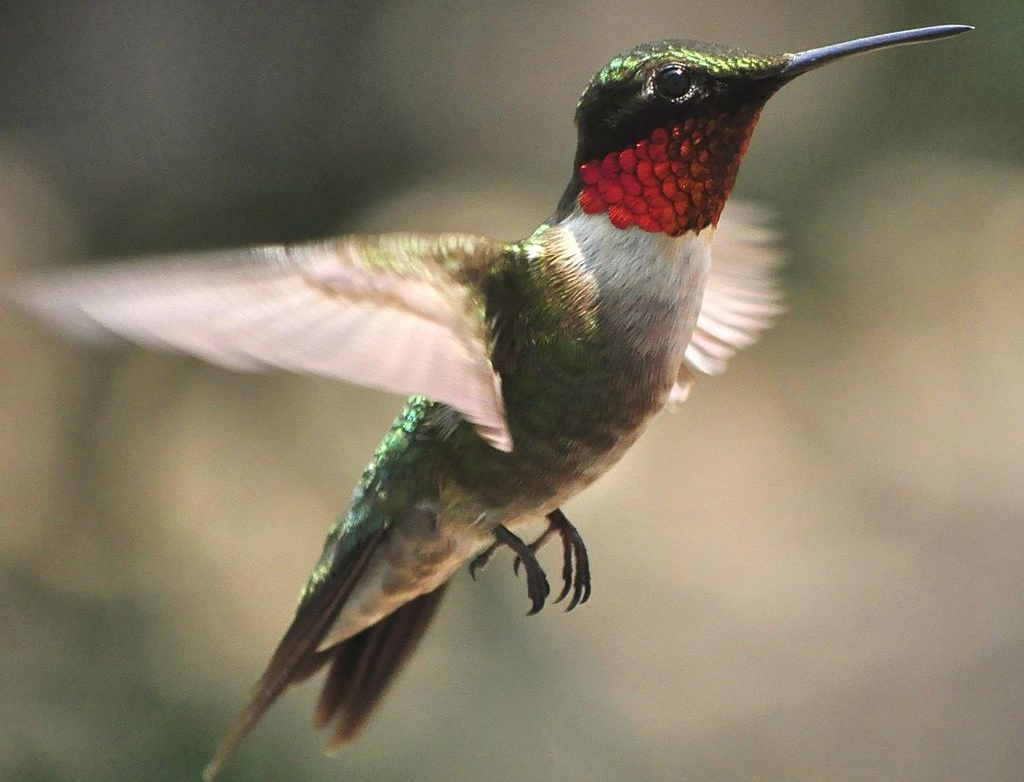 Particularly Susceptible to Collisions: Ruby-throated Hummingbird pc: jeffreyw (Flickr)
