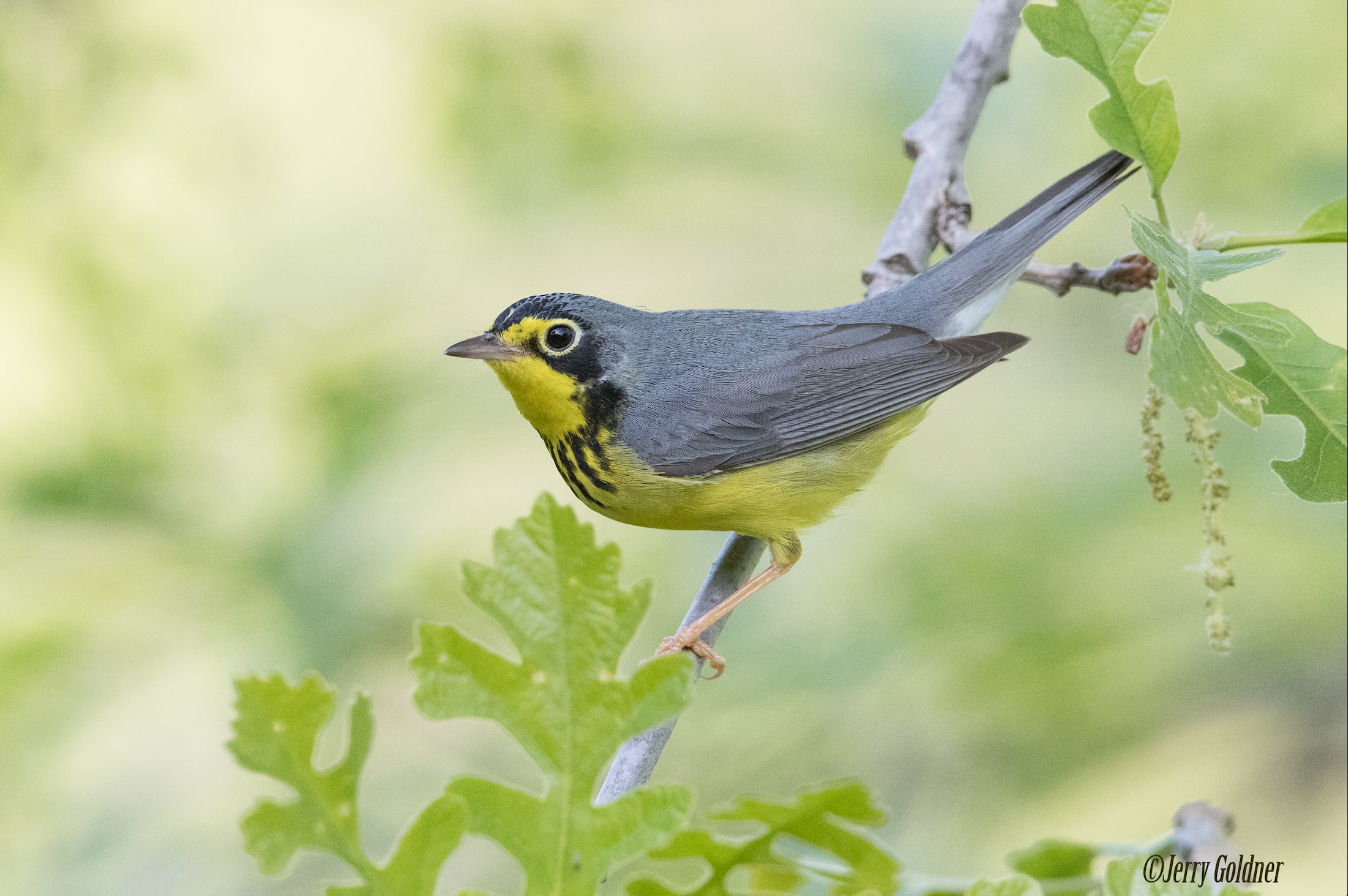 Particulary Susceptible to Collisions: Canada Warbler pc:Jerry Goldner