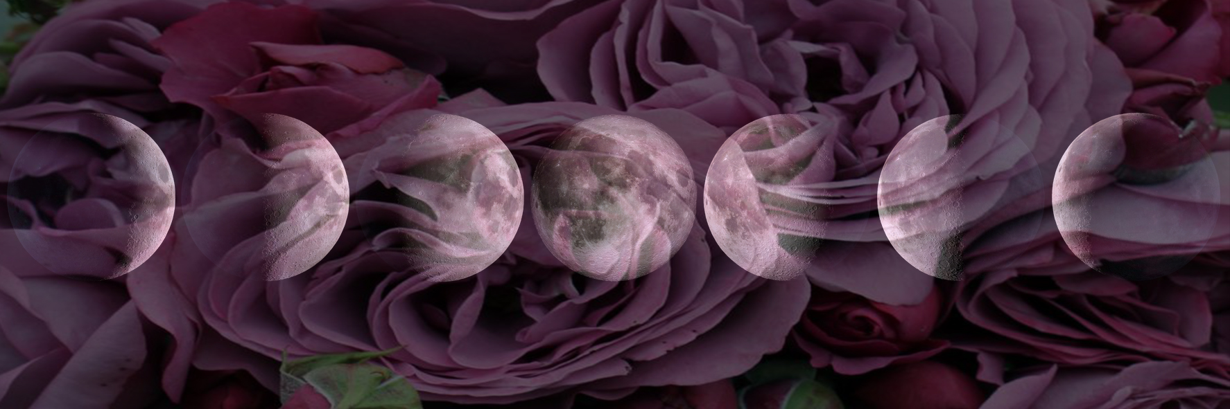 moon rose banner.jpg