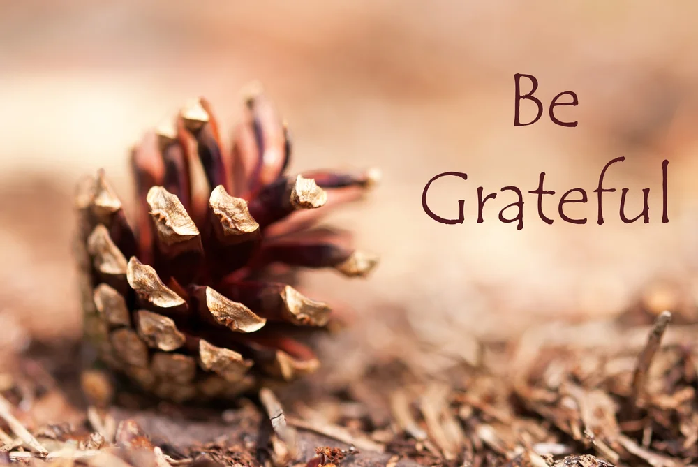 Pine-cone-grateful.jpg