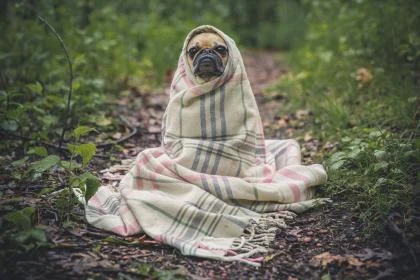 Pet therapy.jpg