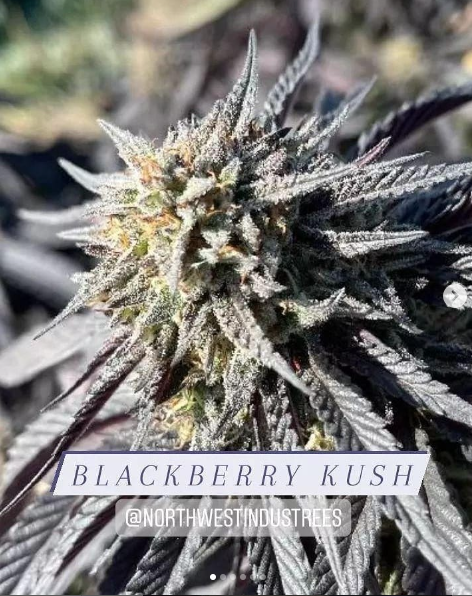 blackberrykush.png