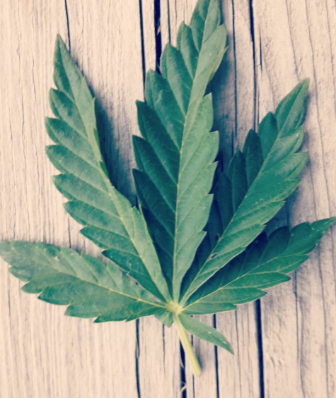 weedleaf.png
