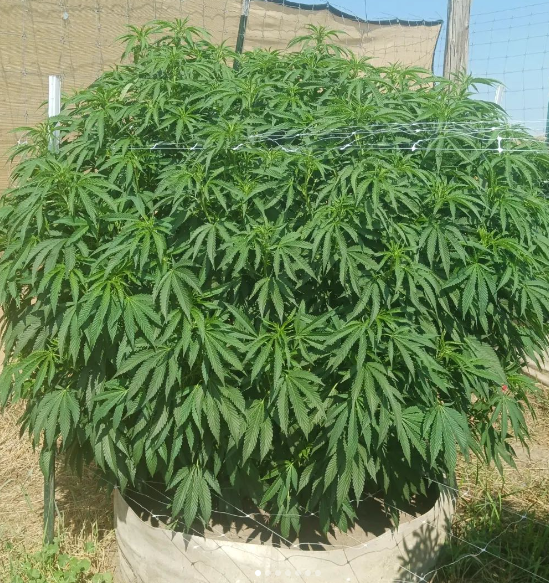 blackberry big plant.png