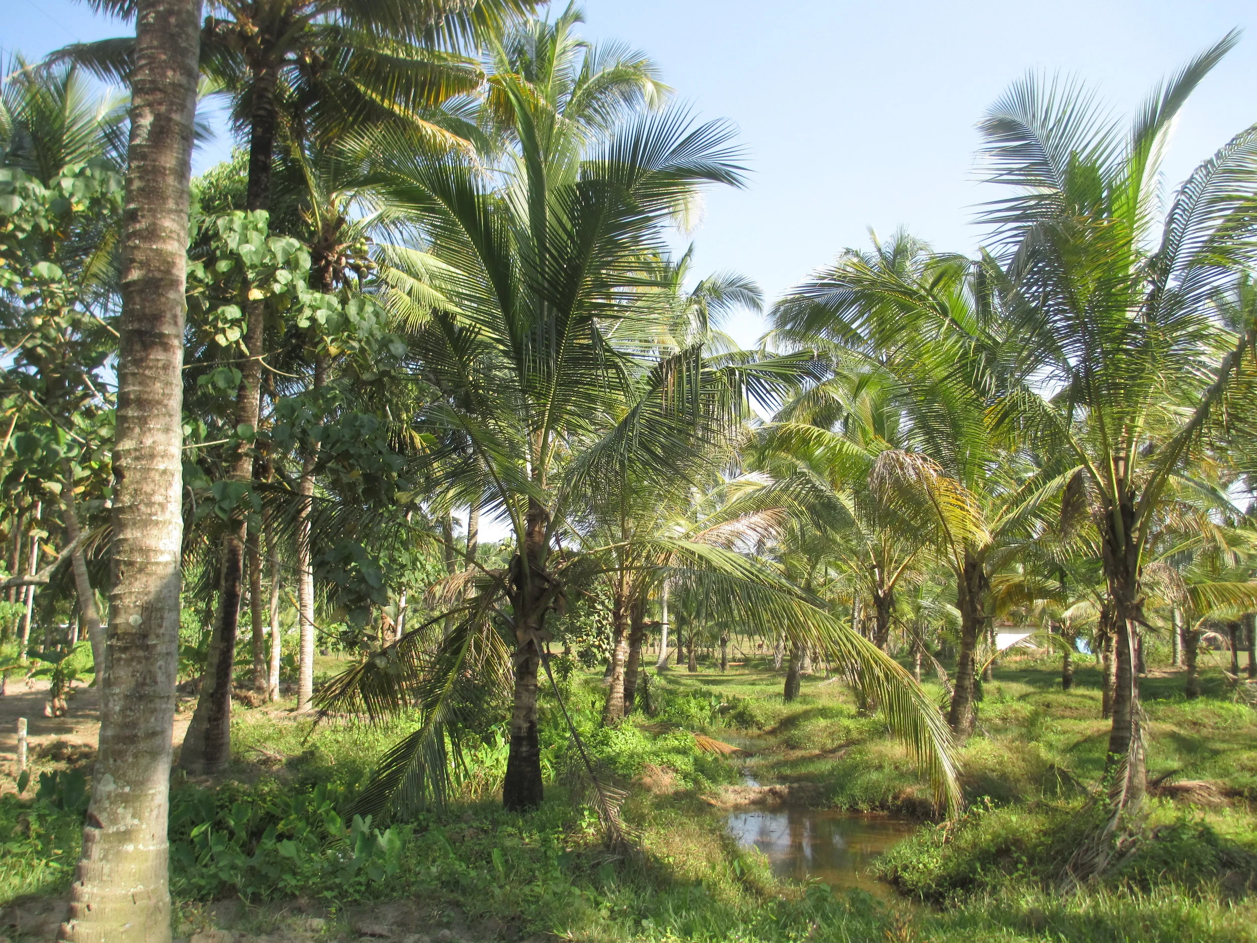 kerala land.JPG