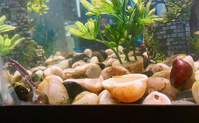 🐸🐌