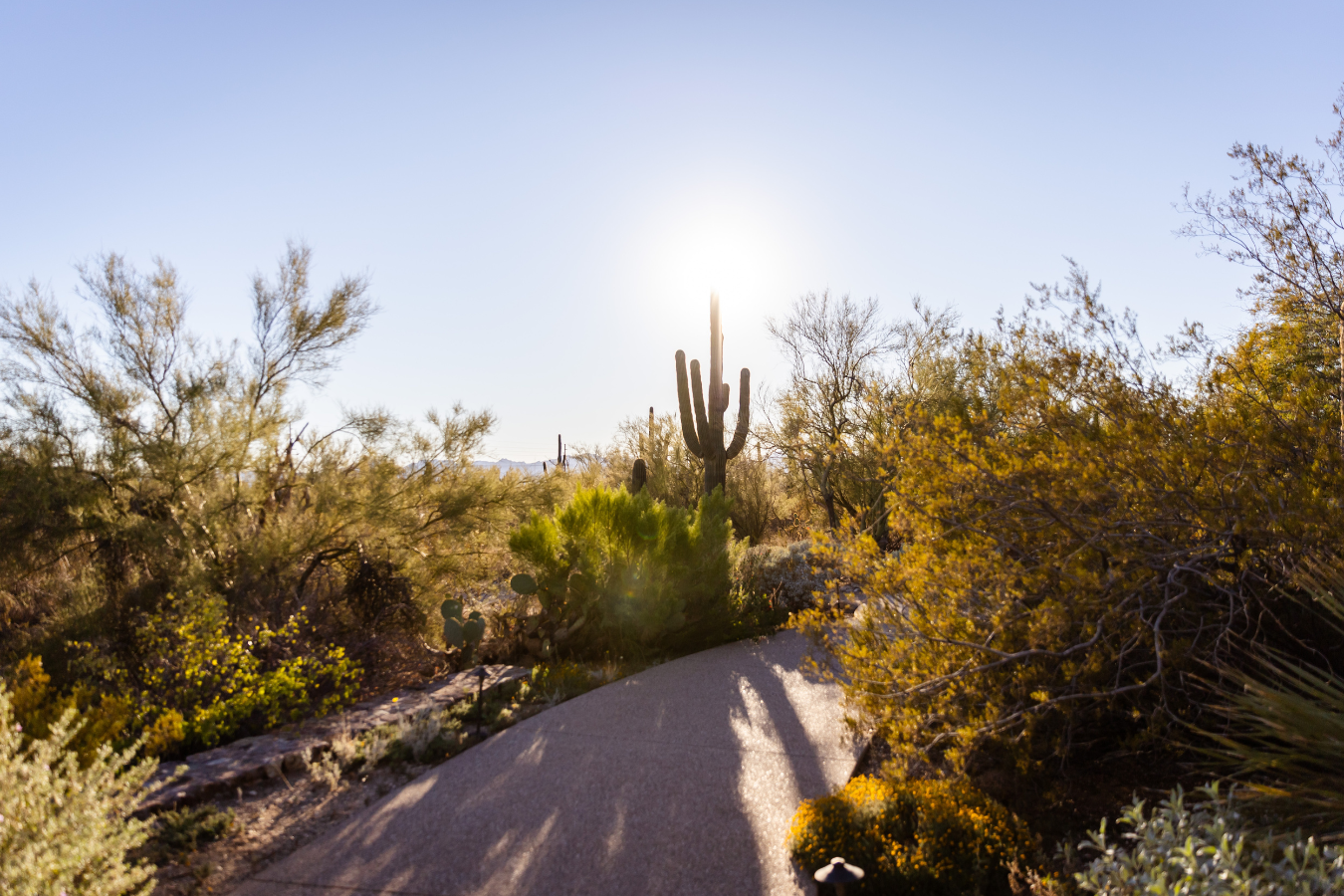 Unknown Studio leading New Master Plan at Tohono Chul Park