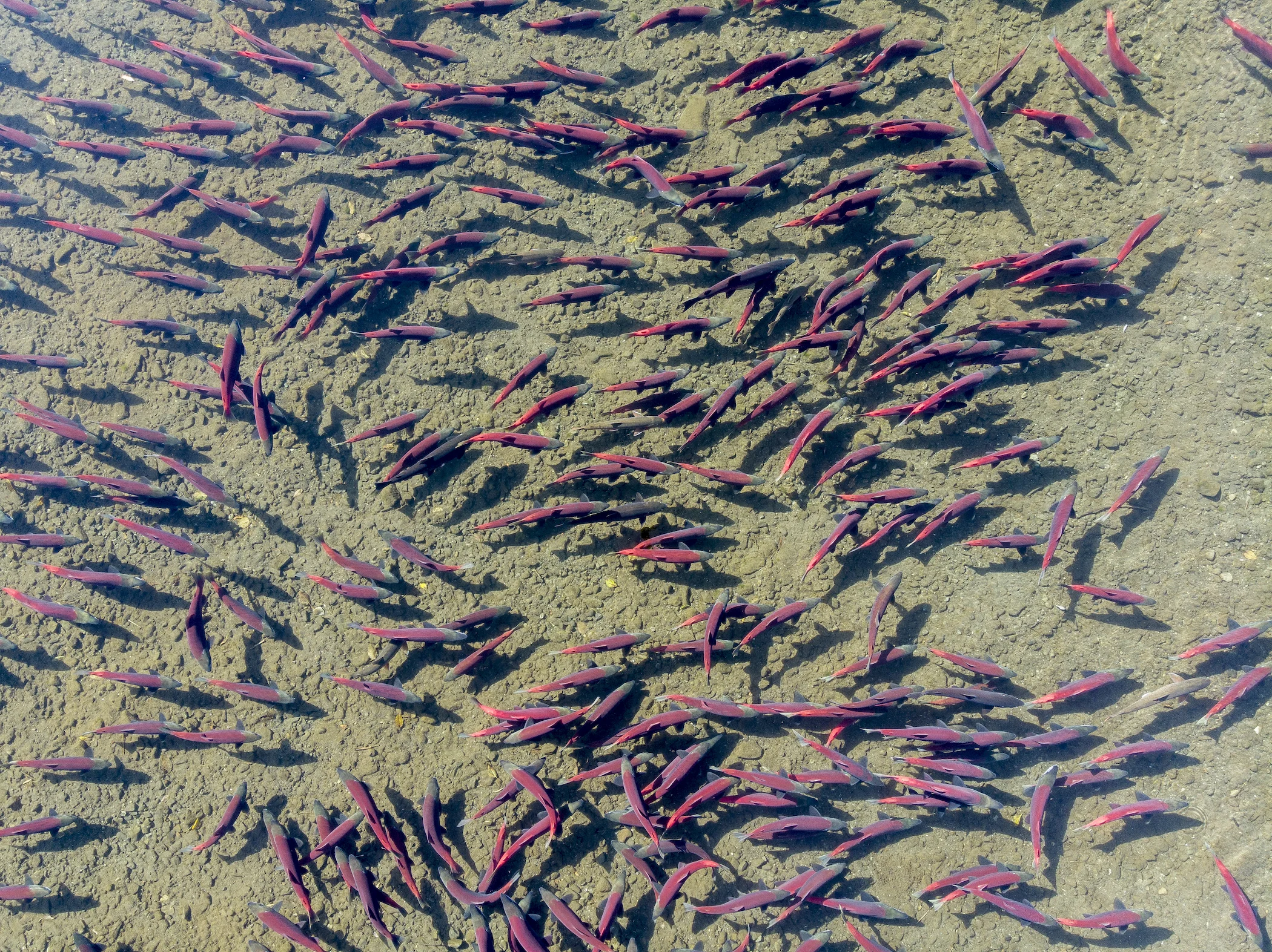 Salmon Salmon Salmon.jpeg